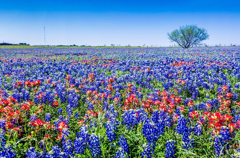 Fun Things to Do in Texas This Spring