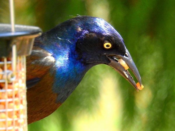 Grackles