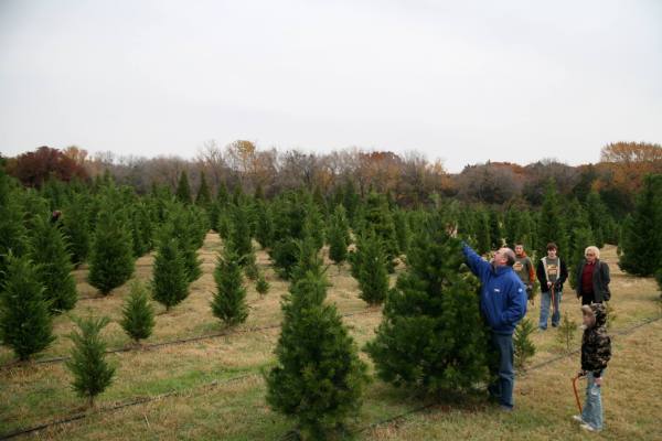 Texas Christmas Tree Farms