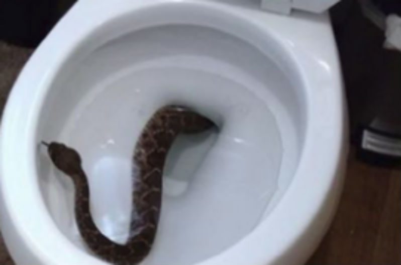 rattlesnake toilet
