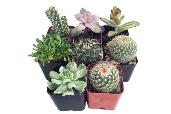 Succulents Guide: A Texas-Inspired Succulents and Cacti Garden for Under $30