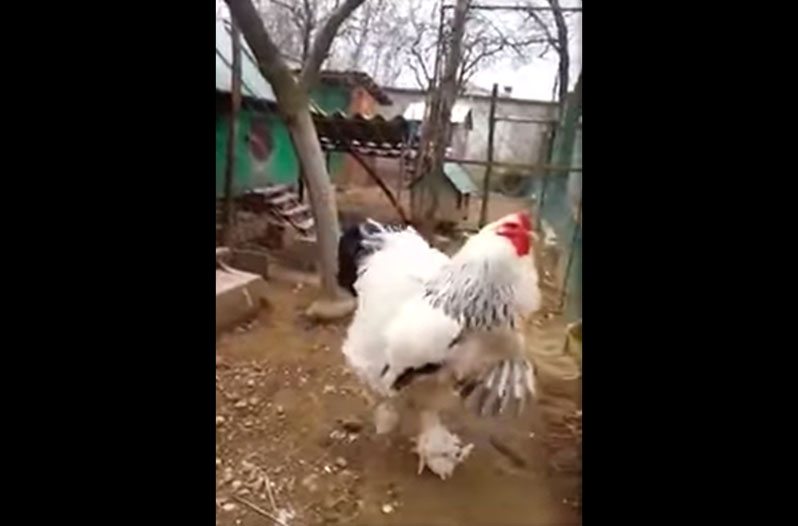 giant chicken video