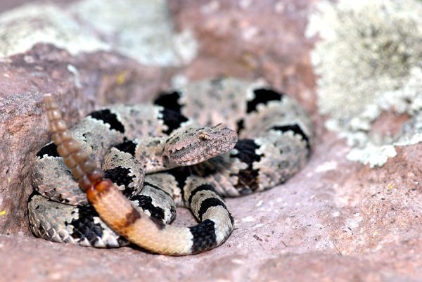 A banded rock rattlesnake in the Penloncillo mountains on the Arizona and New Mexico border.