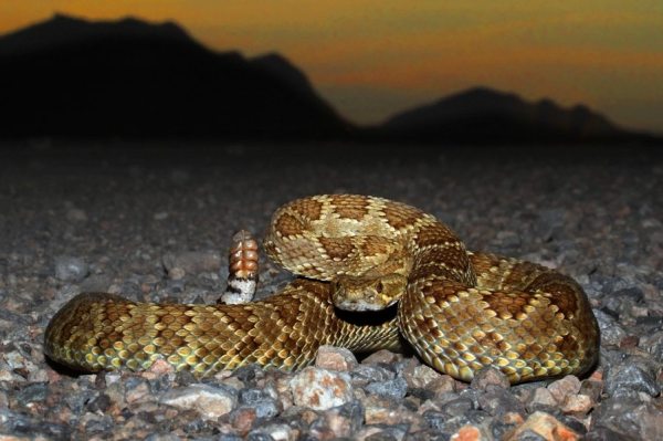 The Mojave Rattlesnake is considered by many to be the most deadly snake in the United States.