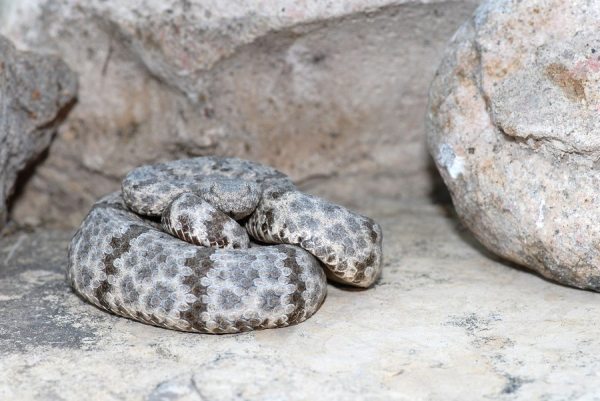 A mottled rock rattlesnake in the desert of west Texas.