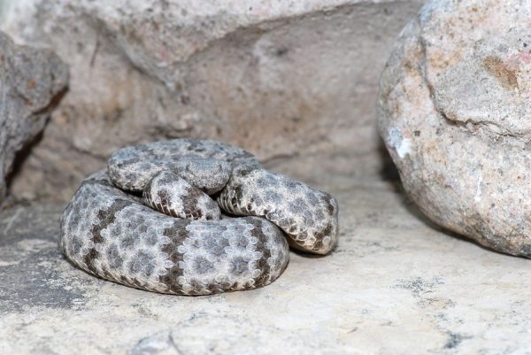 Patternless Rock Rattlesnake What Every Texan Needs To Know About Rattlesnakes