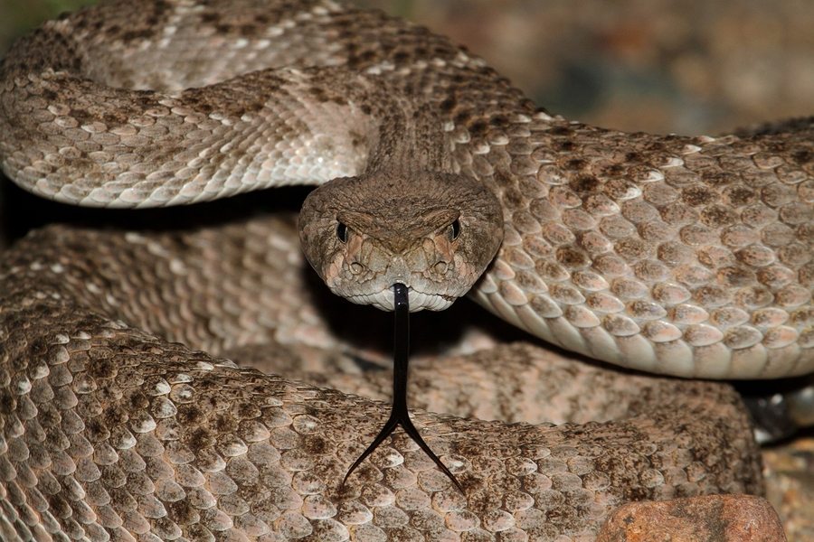 What Every Texan Needs To Know About Rattlesnakes