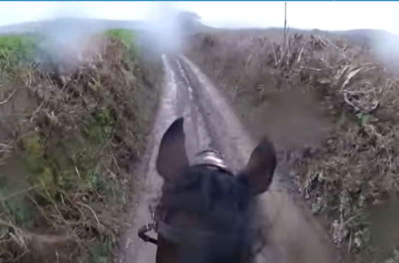 barrel racer