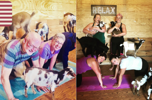 This Farm Lets You Practice Yoga With Adorable Baby Goats