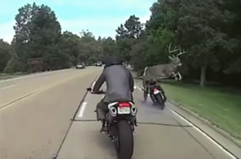 Deer Jumps Fearlessly over a Motorcyclist in Viral Video