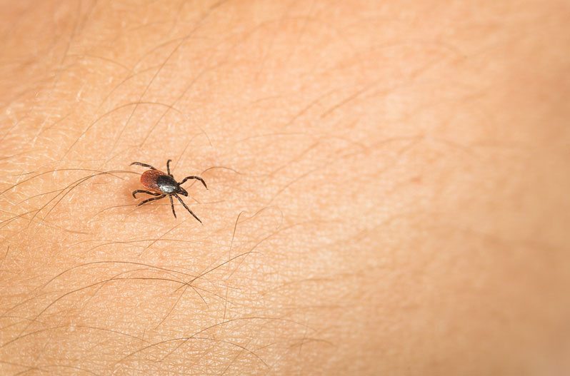 how to remove a tick