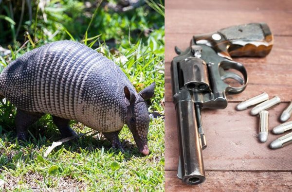 Can You Shoot Armadillos In Texas