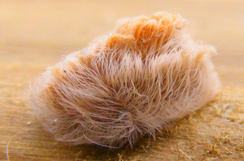 fuzzy Texas caterpillar