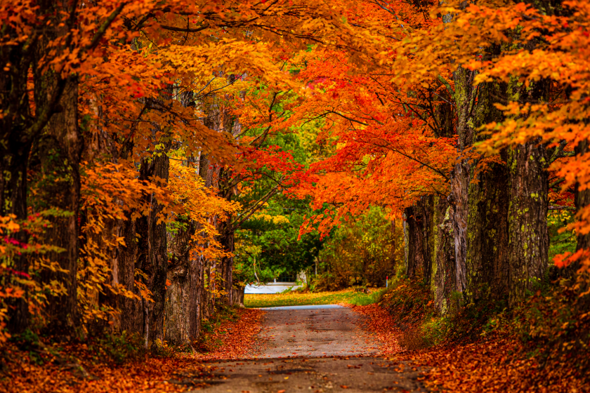 Orange leaves fall in October on an old country road in the White Mountains of New Hampshire.