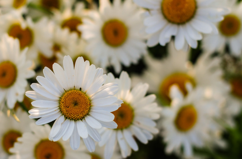 Perennial Flowers 