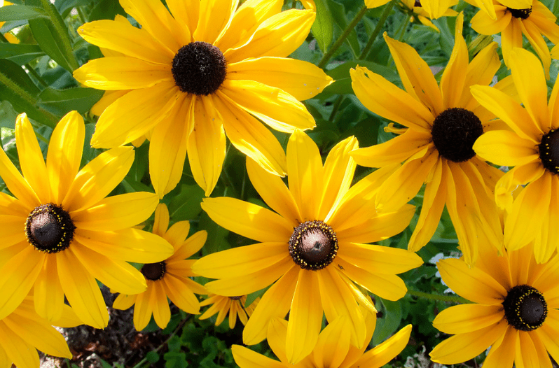 Perennial Flowers 