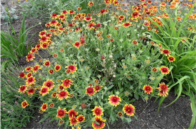 Perennial Flowers