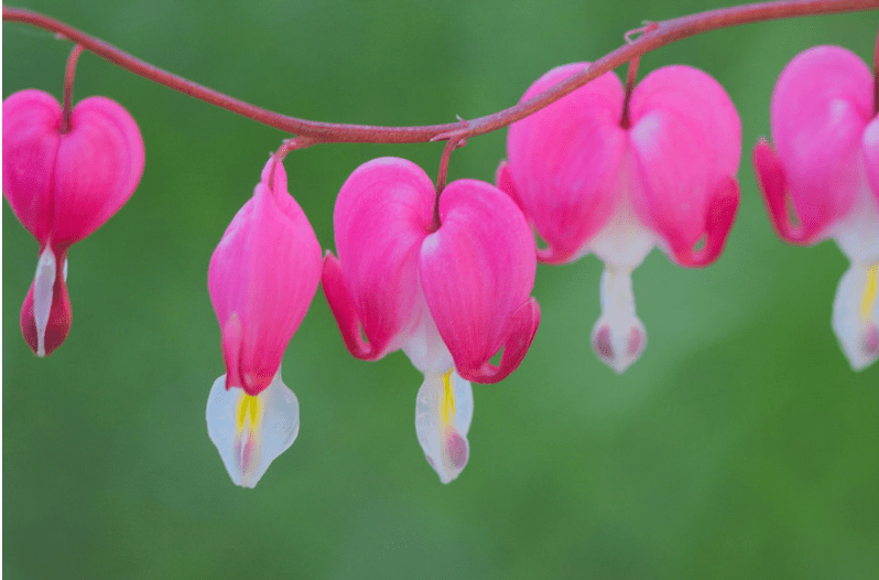 Perennial Flowers