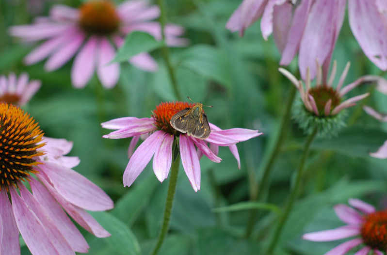 Perennial Flowers