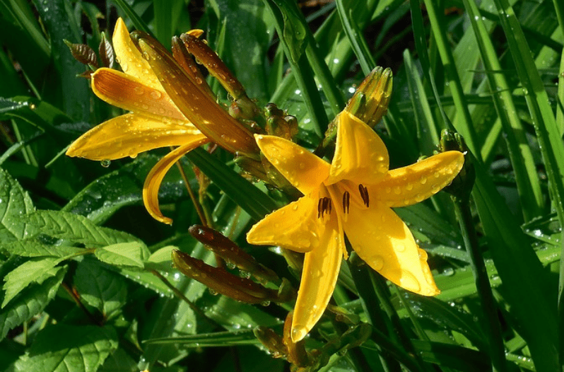 Perennial Flowers 