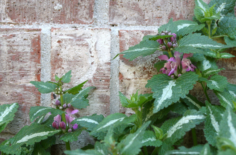 Perennial Flowers