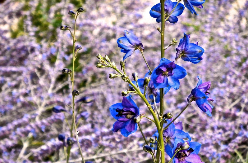 Perennial Flowers