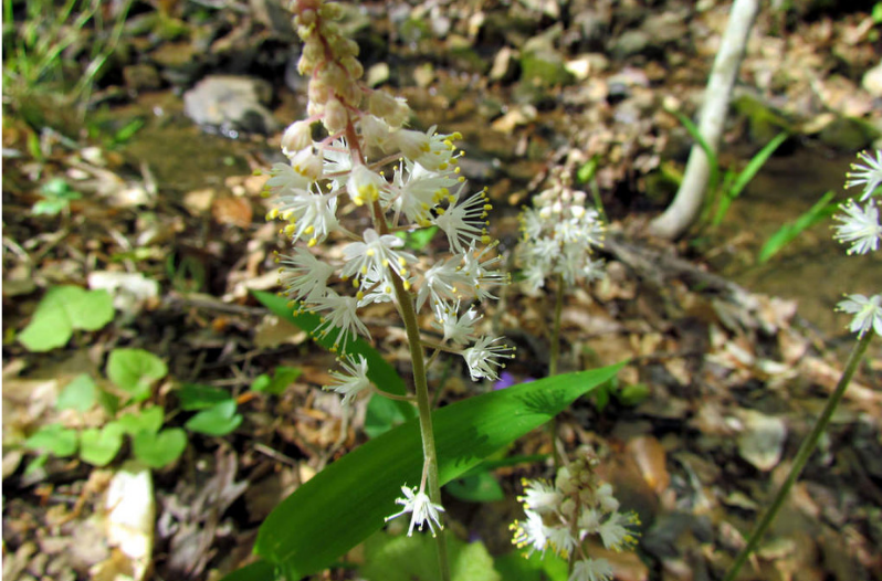 Perennial Flowers