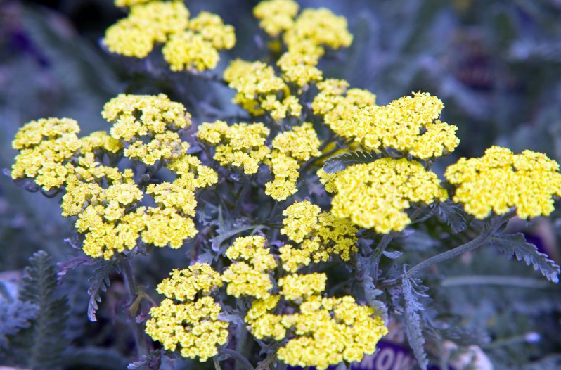 Perennial Flowers