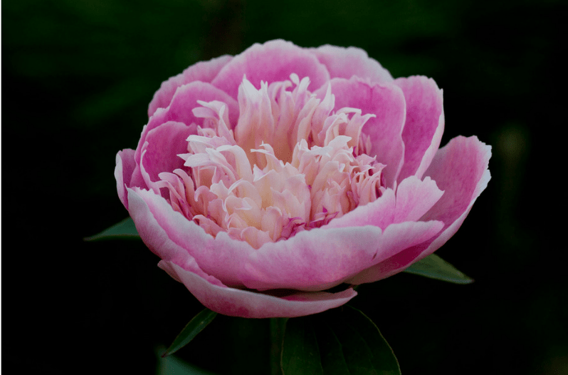 Perennial Flowers