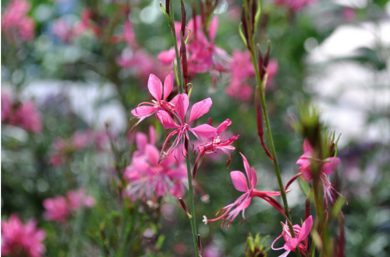Perennial Flowers 