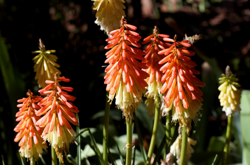 Perennial Flowers