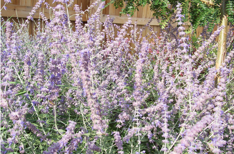 Perennial Flowers 