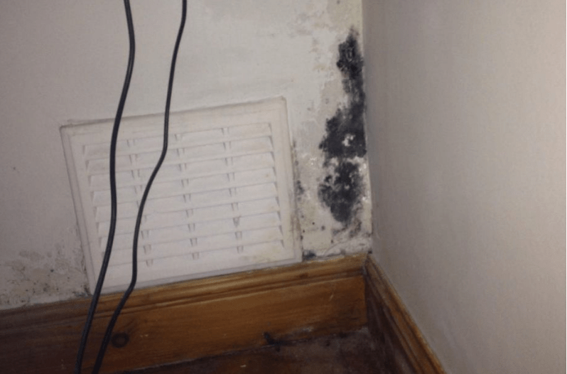 Types of Mold