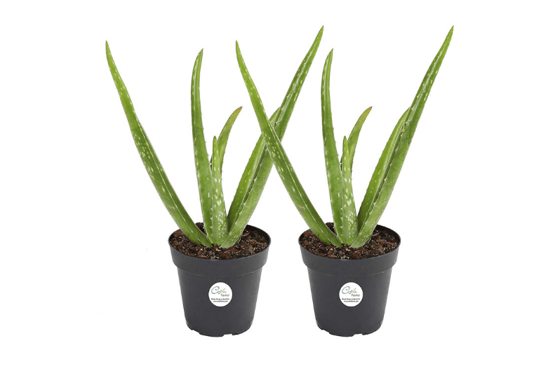 Best Indoor Succulents