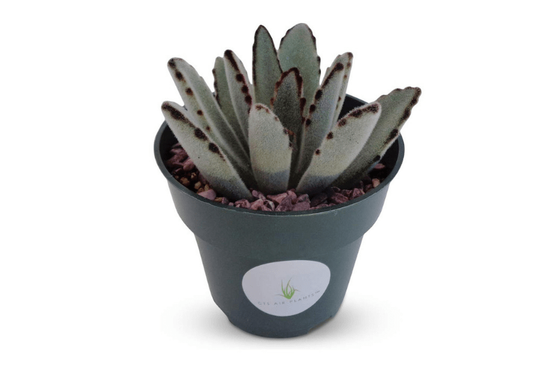 Best Indoor Succulents