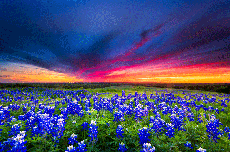 Texas Wildflower Report