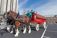 budweiser clydesdales farm tours