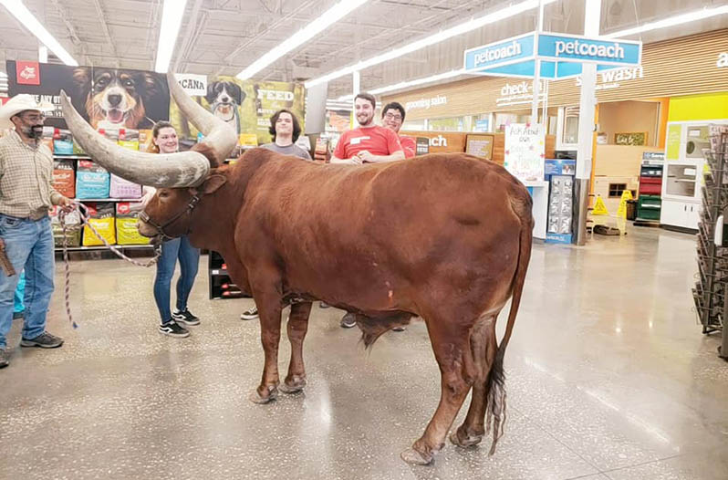 Petco Steer