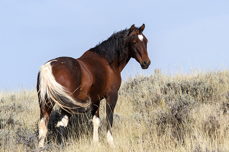 Wild Horse Adoption