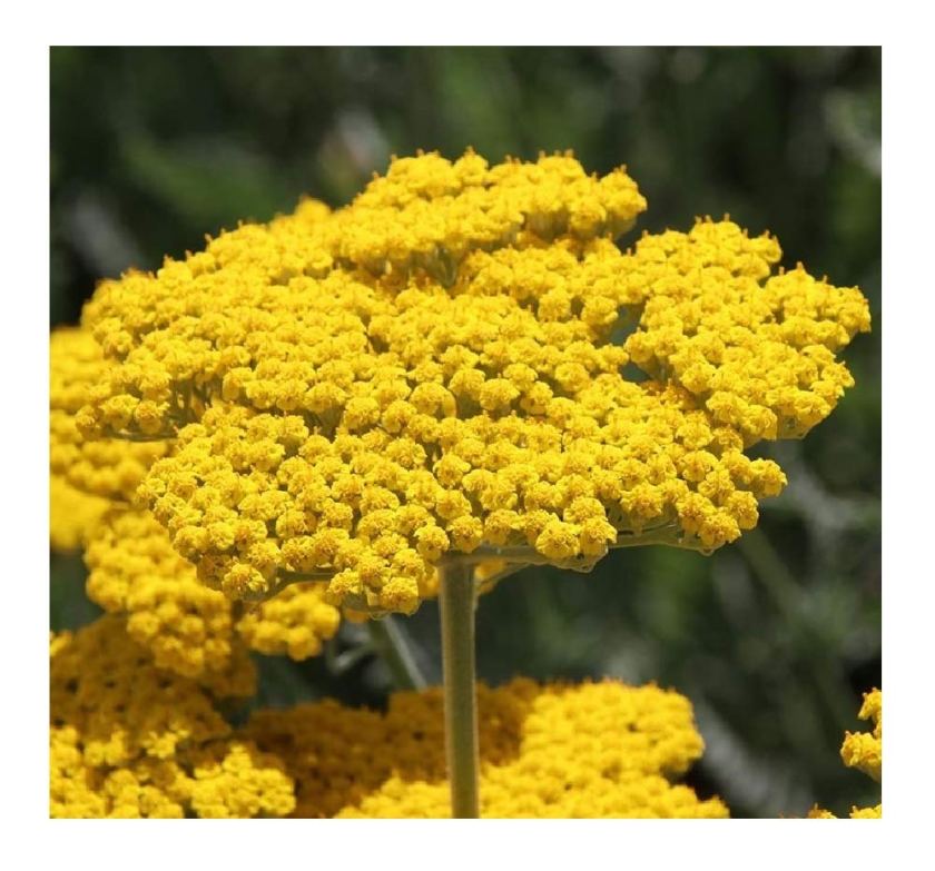 Flower Achillea Yarrow Gold Drought Tolerant Plants