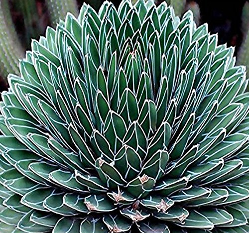 agave seeds Drought Tolerant Plants