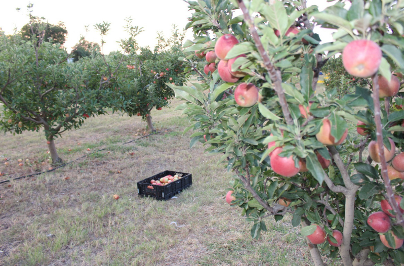 apple picking texas