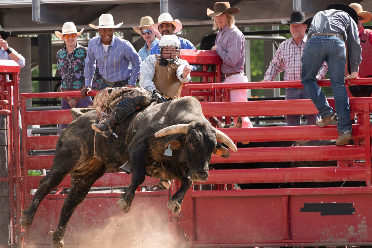 Cowboys watch as a bull rider attempts to hang on when the bull leaps out of the gate.