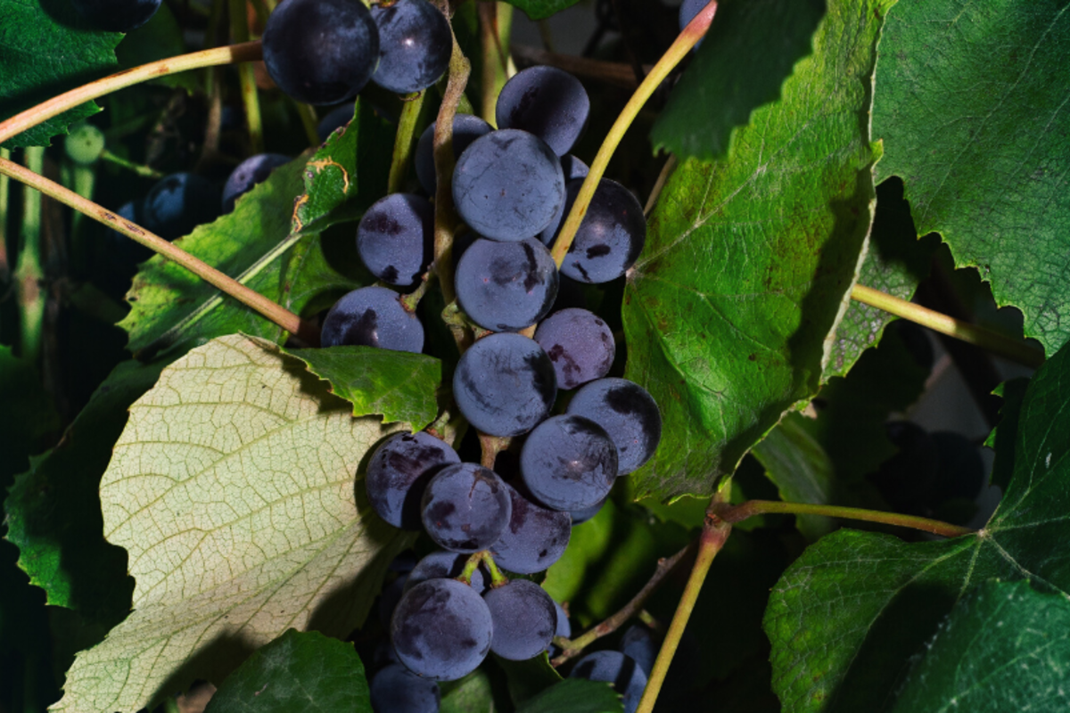 Everything You Need to Know About Texas Mustang Grapes