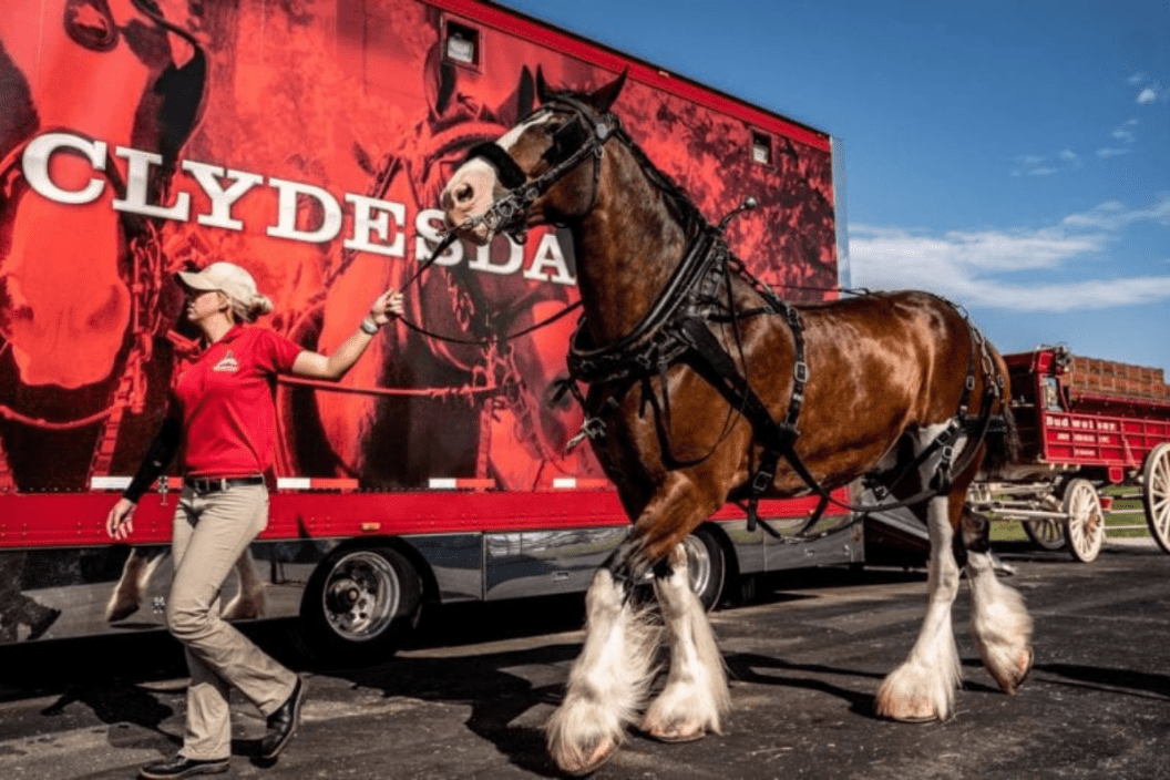 budweiser clydesdales farm tours