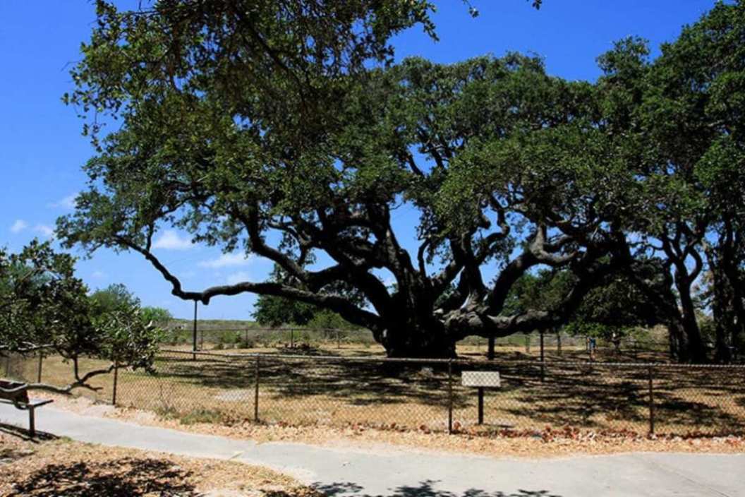 oldest tree in texas