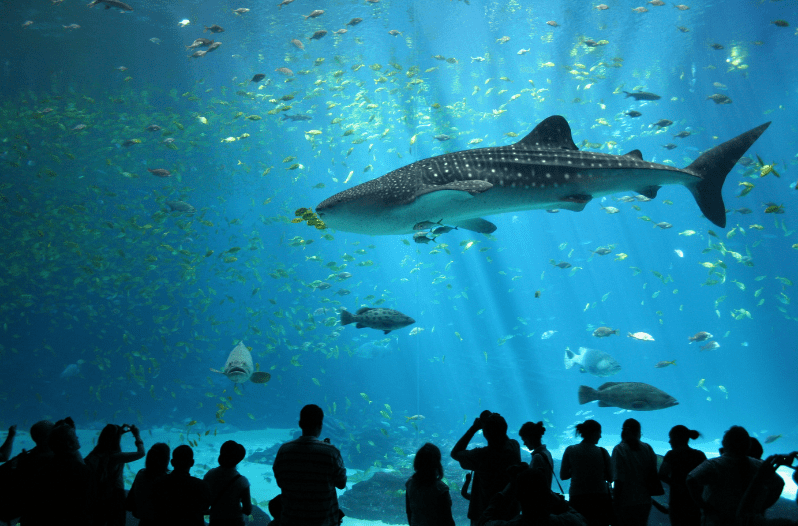 Georgia Aquarium