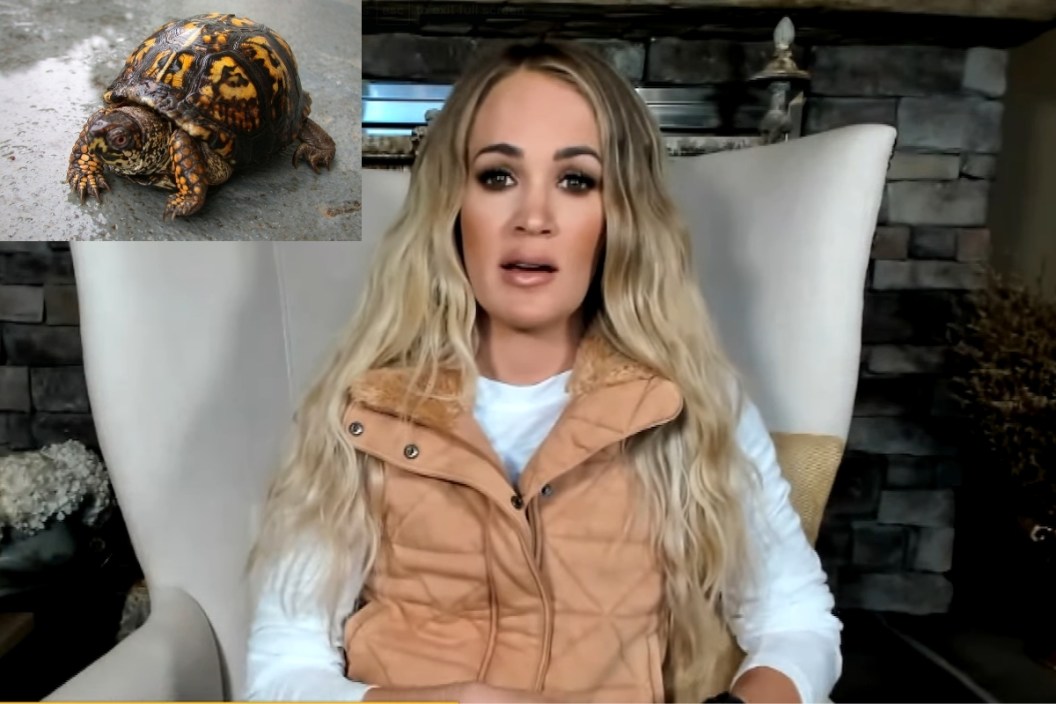 Carrie Underwood turtles