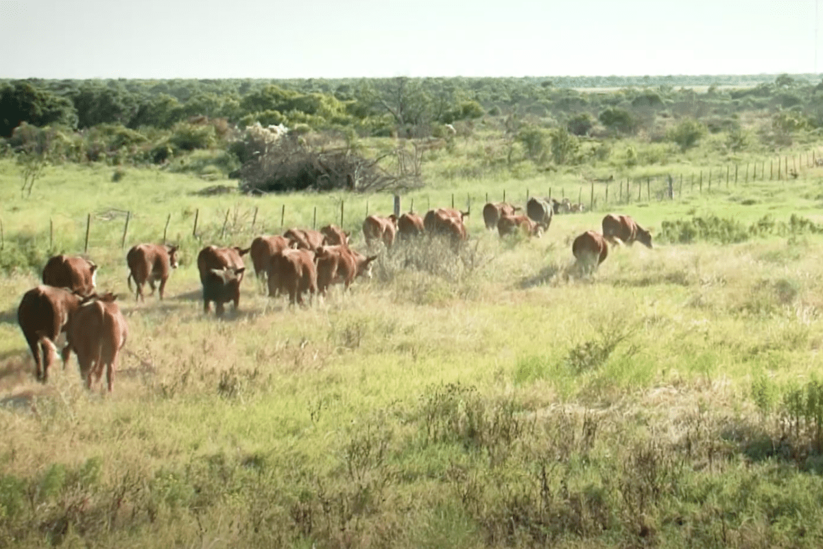 largest ranch in texas
