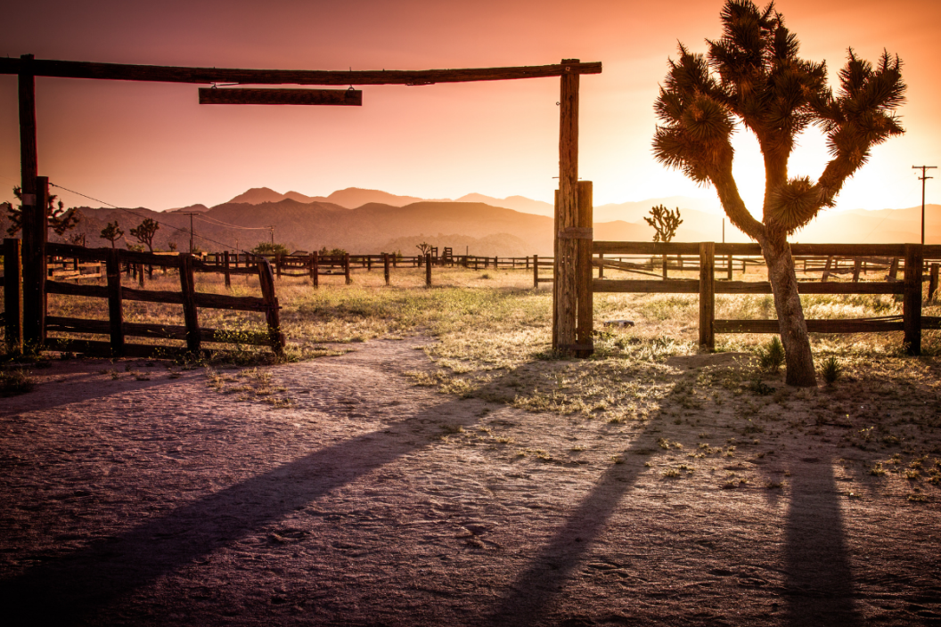 Pioneertown is located just outside Joshua Tree National Park and shares much of its unique ecosystem.